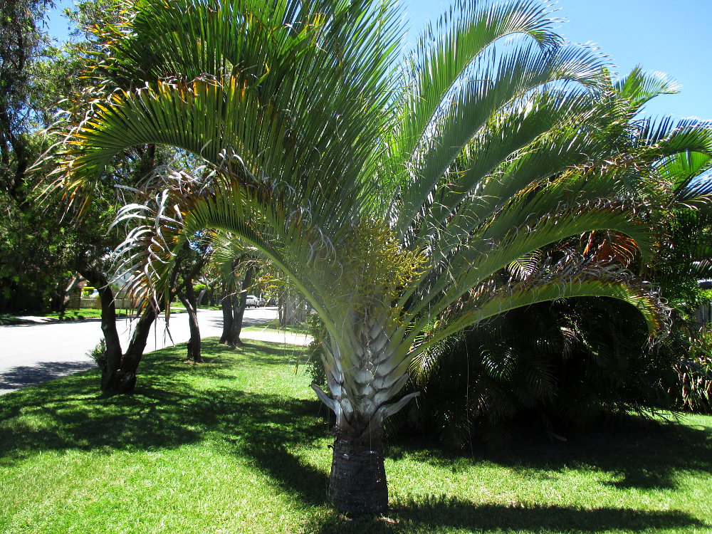 Изображение особи Dypsis decaryi.