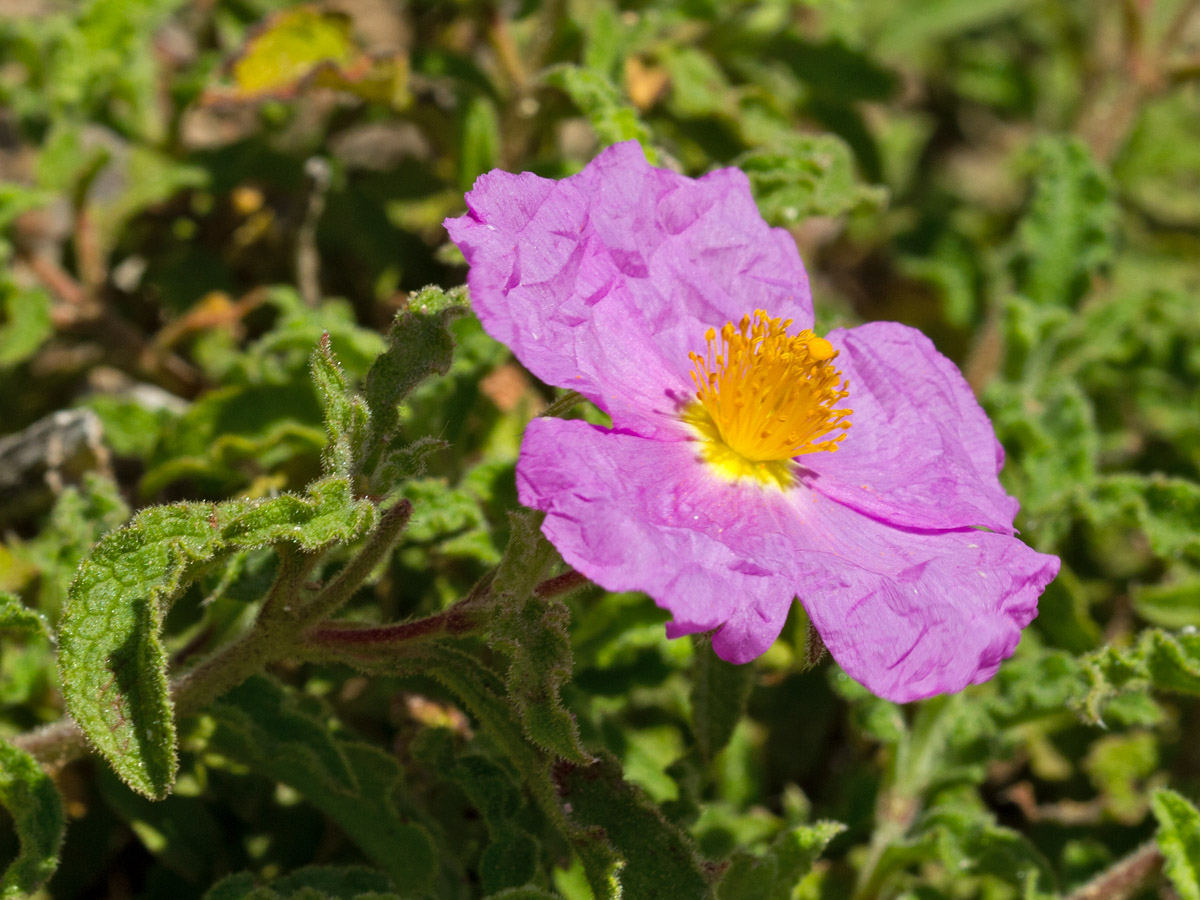 Image of Cistus creticus specimen.