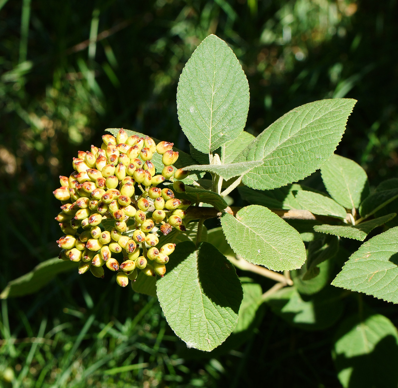 Изображение особи Viburnum lantana.