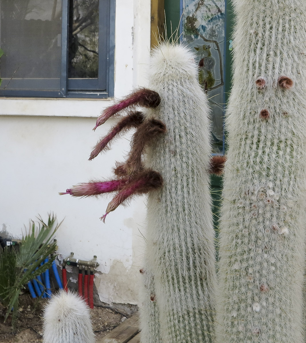 Изображение особи Cleistocactus straussii.