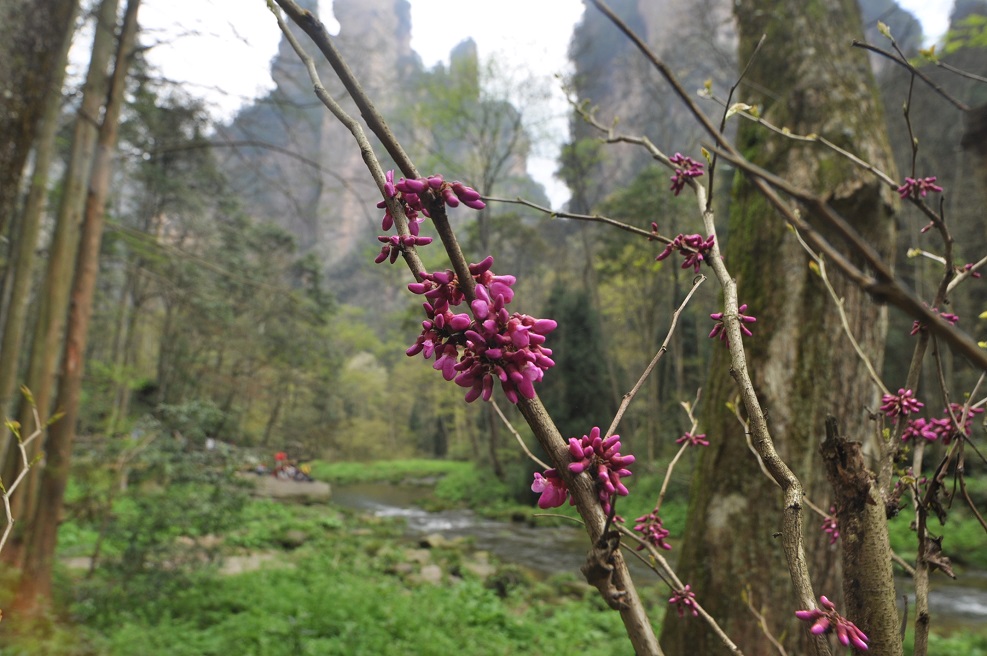 Image of Cercis chinensis specimen.