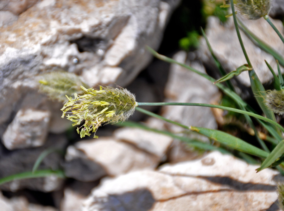 Image of Alopecurus glacialis specimen.