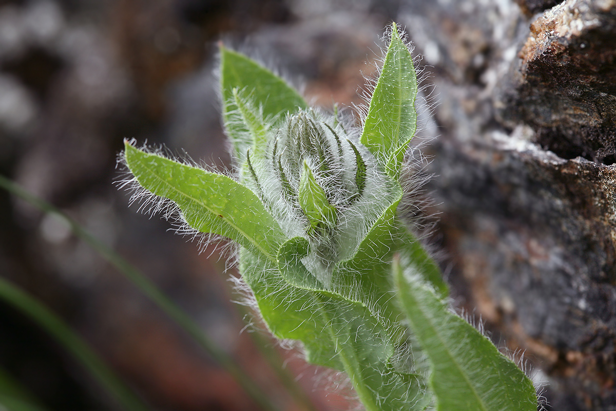 Image of Hieracium villosum specimen.