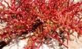 Sedum microcarpum. Побеги цветущего растения. Израиль, к востоку от большого Тель-Авива, Национальный парк Мигдаль Цедек, фригана, на камне известняка. 05.03.2018.