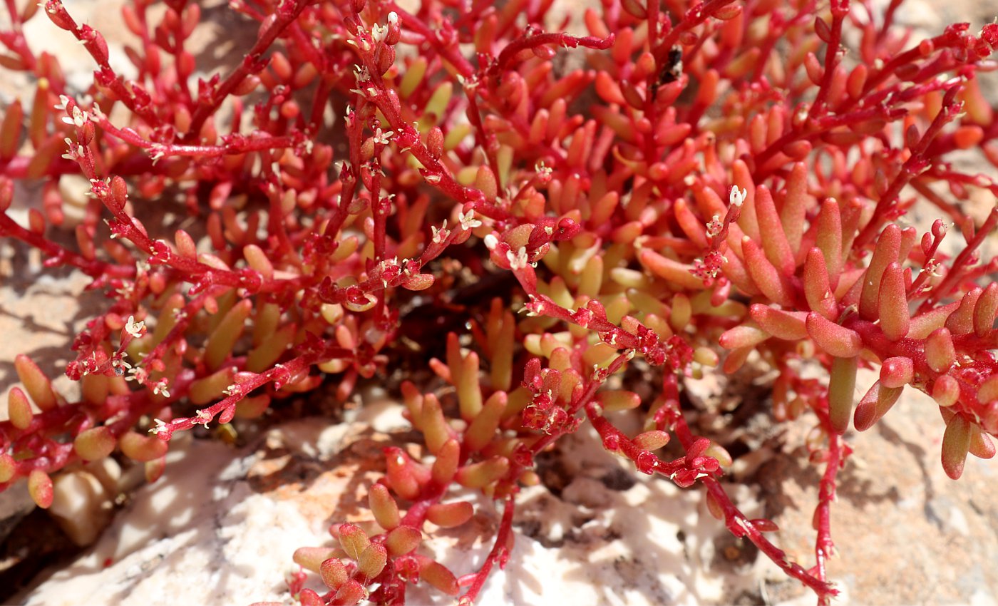 Image of Sedum microcarpum specimen.