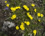 Potentilla gelida. Цветущие растения. Кабардино-Балкария, южный склон Эльбруса, альпийский луг на высоте 3250 м н.у.м., рядом со старой дорогой, которая идет на станцию \"Мир\". 10.07.2009.