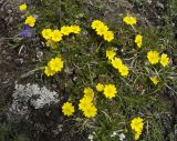 Potentilla gelida