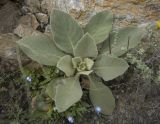 genus Verbascum. Вегетирующее растение. Кабардино-Балкария, Эльбрусский р-н, нижняя часть долины р. Терскол, на обрыве правого борта долины, в р-не загонов для скота жителей пос. Терскол. 27.08.2009.