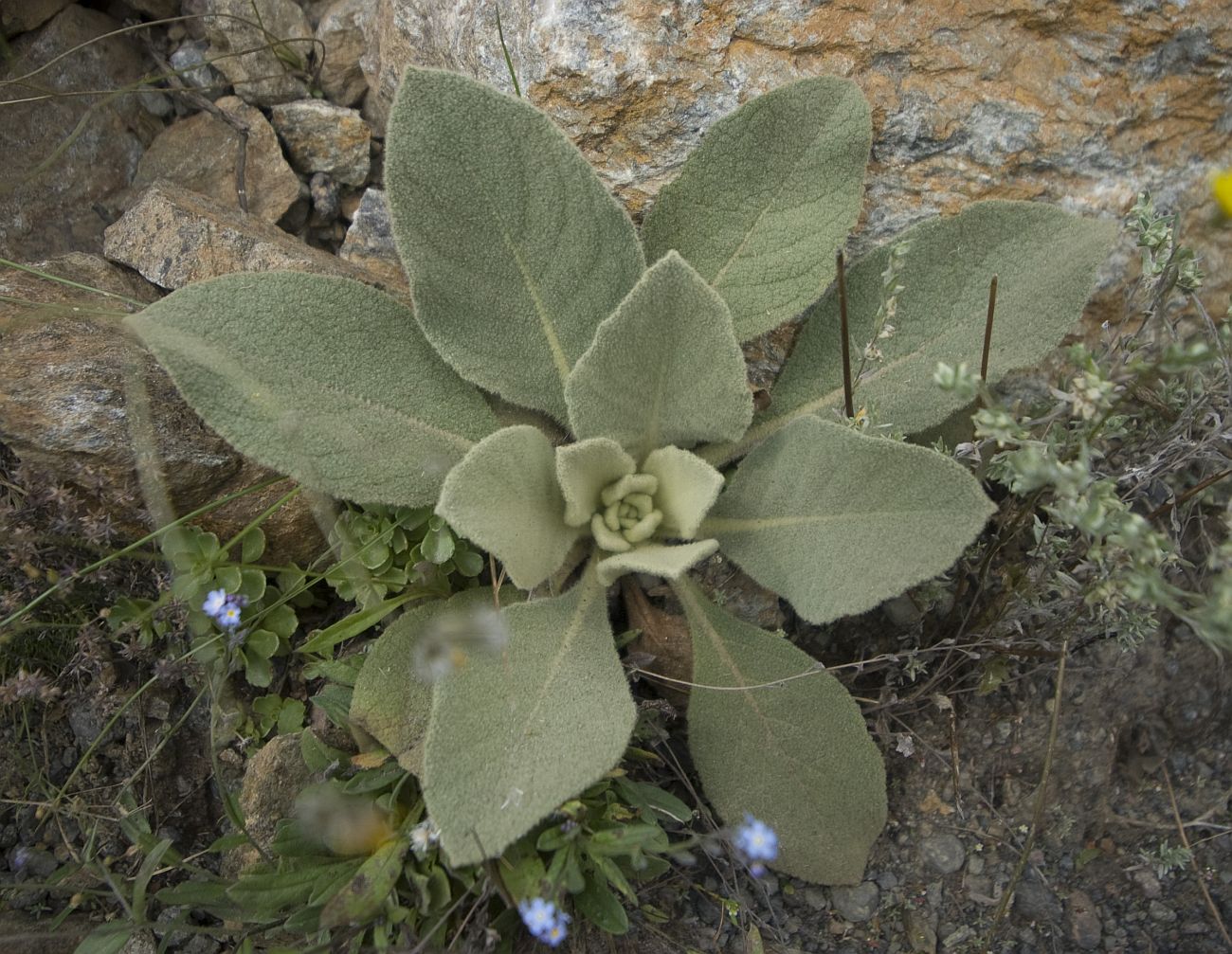 Изображение особи род Verbascum.