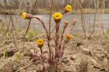 Tussilago farfara