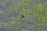 семейство Poaceae. Ветвь вегетирующего растения. Южный Китай, Гуанси-Чжуанский автономный р-н, окр. г. Яншо, берег реки. 5 апреля 2015 года.