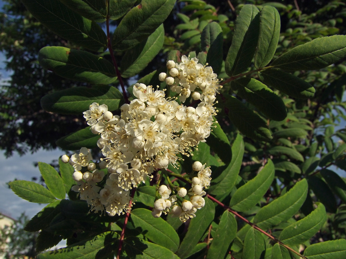 Изображение особи Sorbus sibirica.