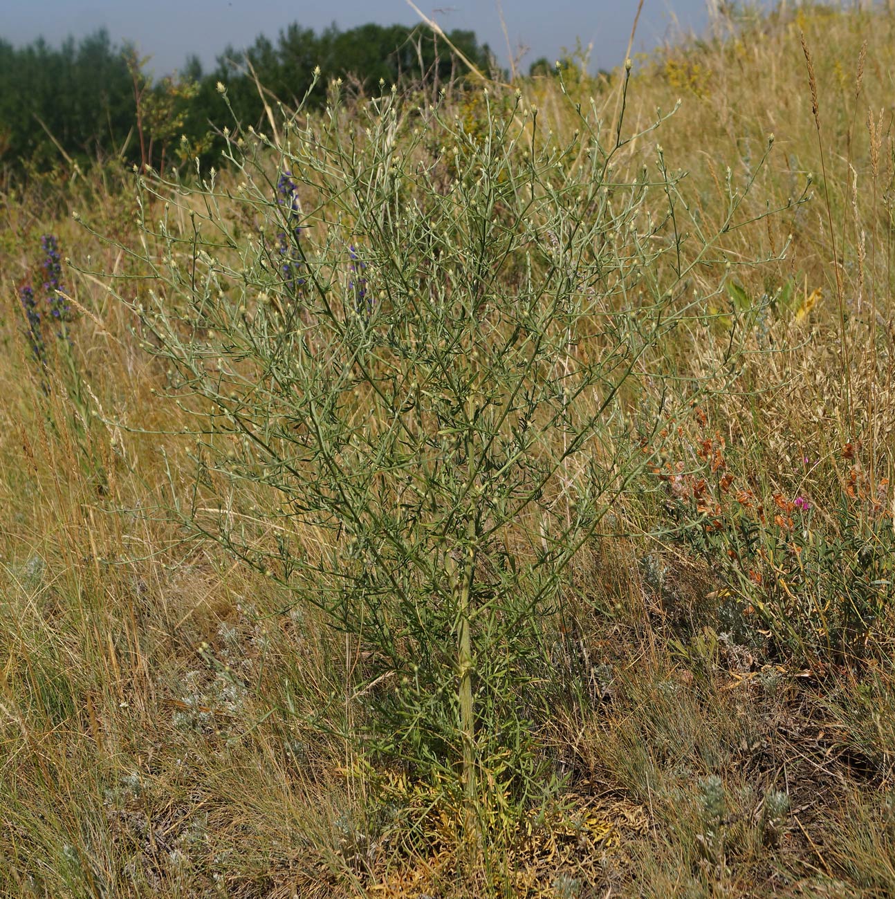 Image of Centaurea diffusa specimen.