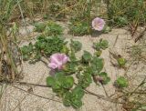 Calystegia soldanella. Цветущие растения. Крым, окр. Евпатории, берег моря, среди псаммофитной растительности. 26 мая 2018 г.