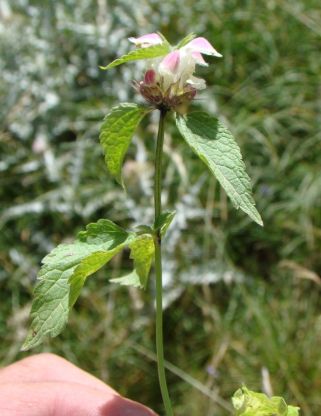 Изображение особи Lamium gundelsceimeri.