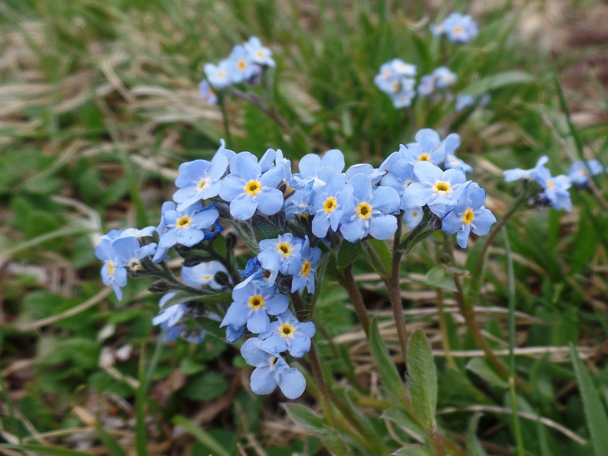 Изображение особи Eritrichium villosum.