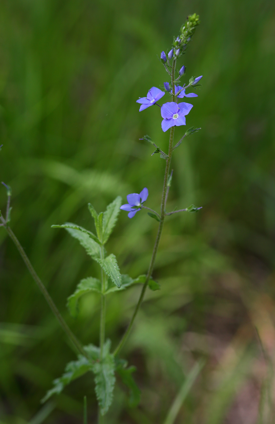 Image of Veronica krylovii specimen.