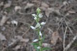 Cephalanthera damasonium