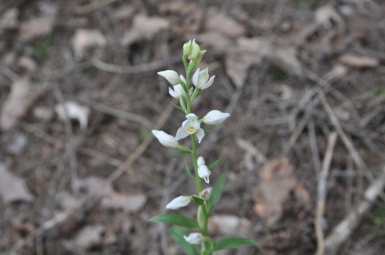 Image of Cephalanthera damasonium specimen.