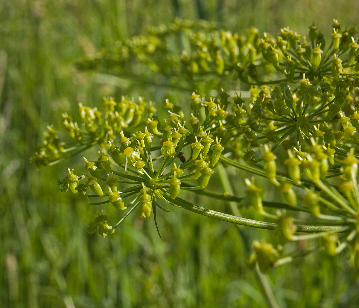 Изображение особи Heracleum sibiricum.