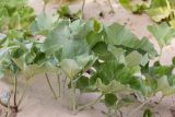 Petasites spurius. Вегетирующие растения. Ростовская обл., Верхнедонской р-н, окр. хут. Солонцовский, дол. р. Песковатка, песчаный берег. 30.06.2018.