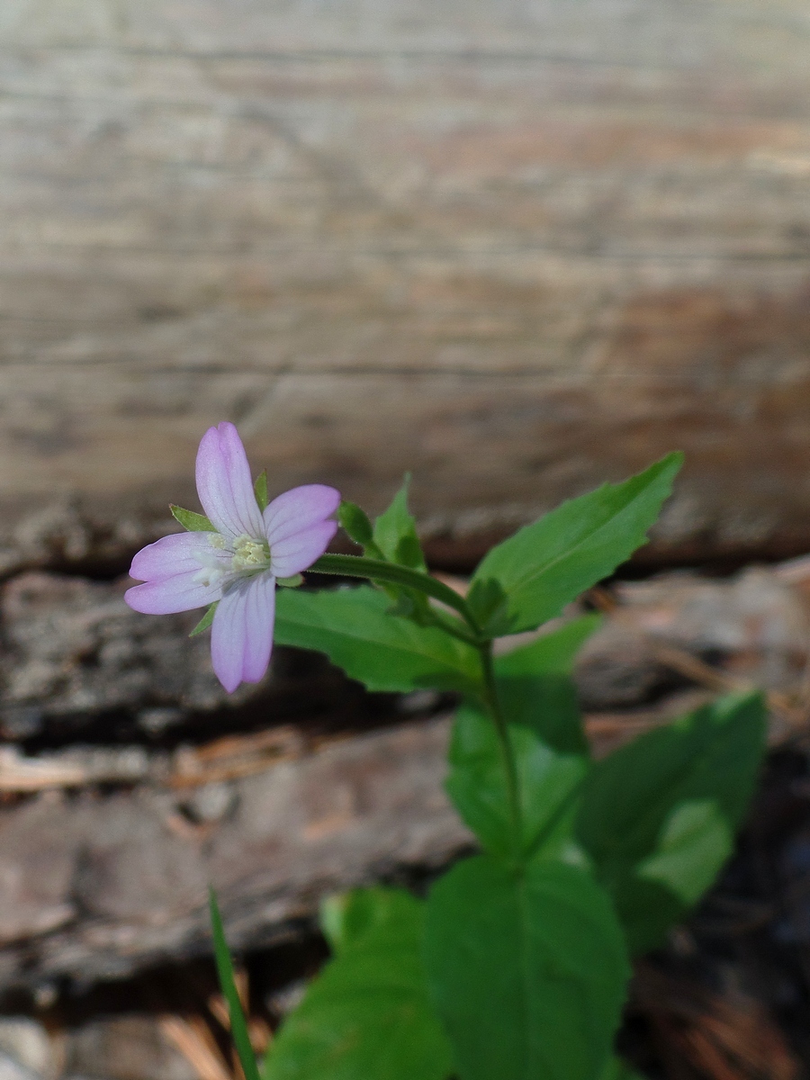 Изображение особи род Epilobium.