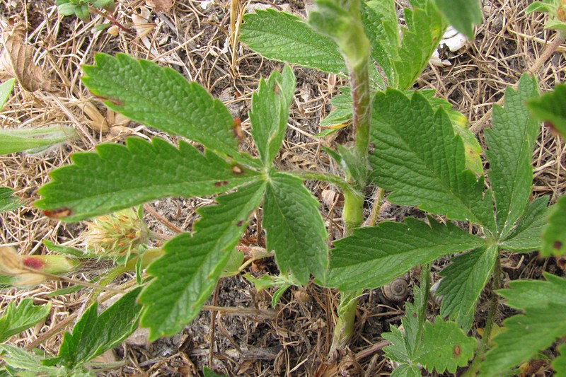 Изображение особи Potentilla recta.