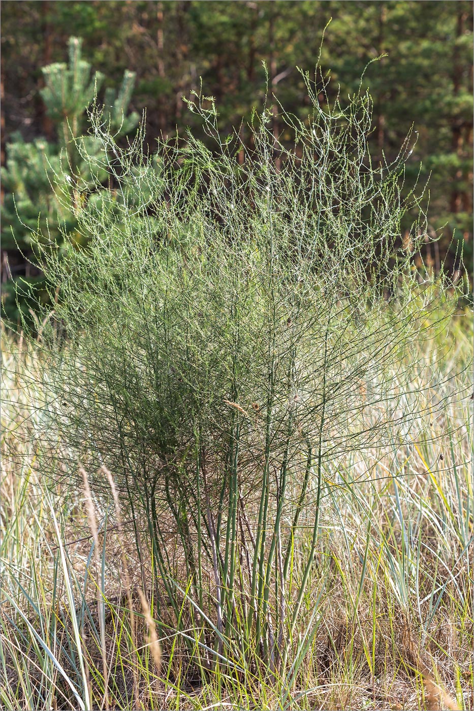 Image of Asparagus officinalis specimen.