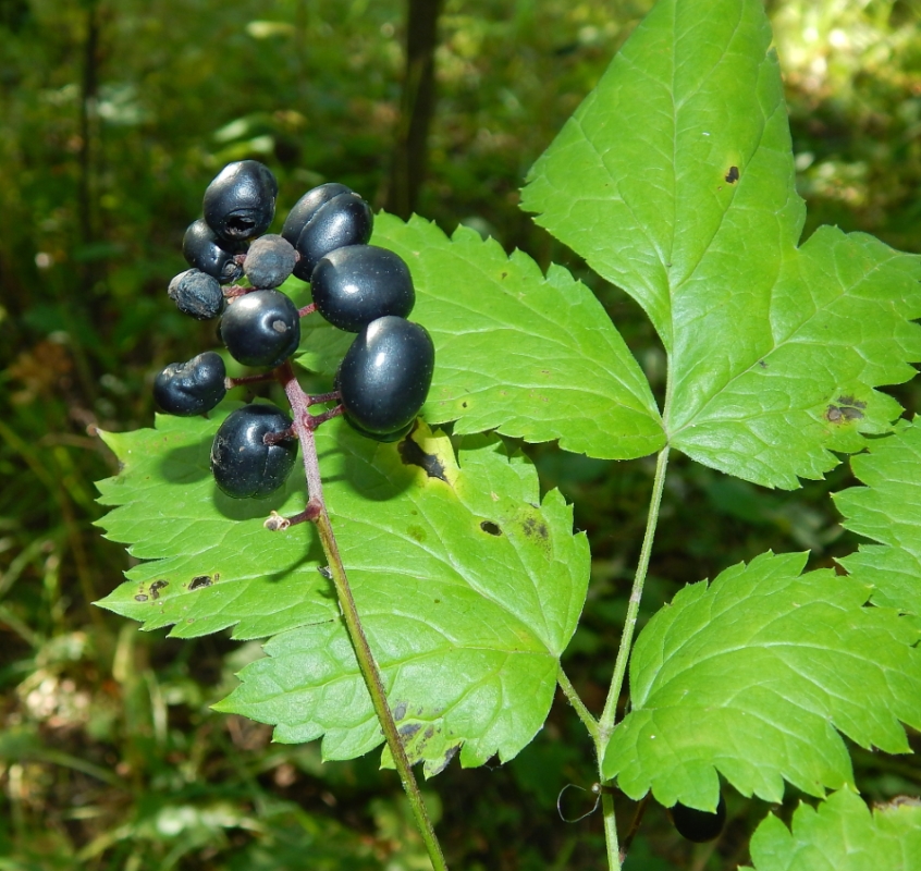 Image of Actaea spicata specimen.