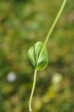 Parnassia palustris