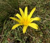 genus Tragopogon. Соцветие. Кабардино-Балкария, верховья р. Малка, урочище Джилы-Су, ≈ 2400 м н.у.м. 09.09.2018.