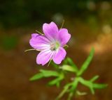 Geranium columbinum. Цветок. Черногория, муниципалитет Цетине, окр. села Негуши, опушка буковой рощи. Июль 2018 г.