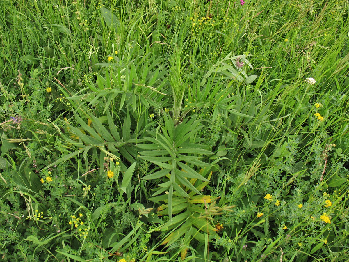 Изображение особи Cirsium polonicum.