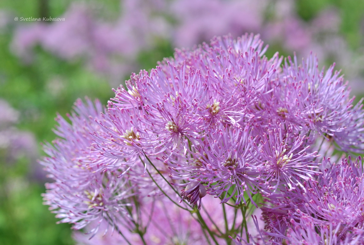 Image of Thalictrum aquilegiifolium specimen.