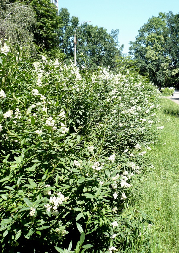 Image of Ligustrum vulgare specimen.