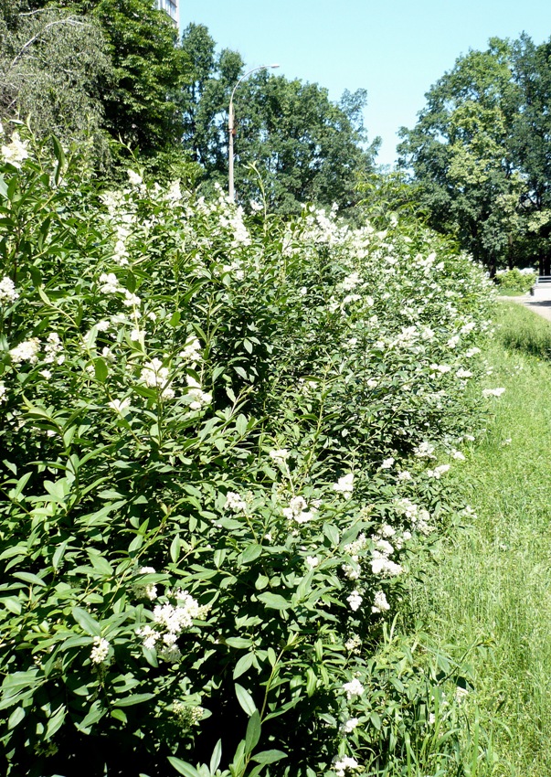 Изображение особи Ligustrum vulgare.