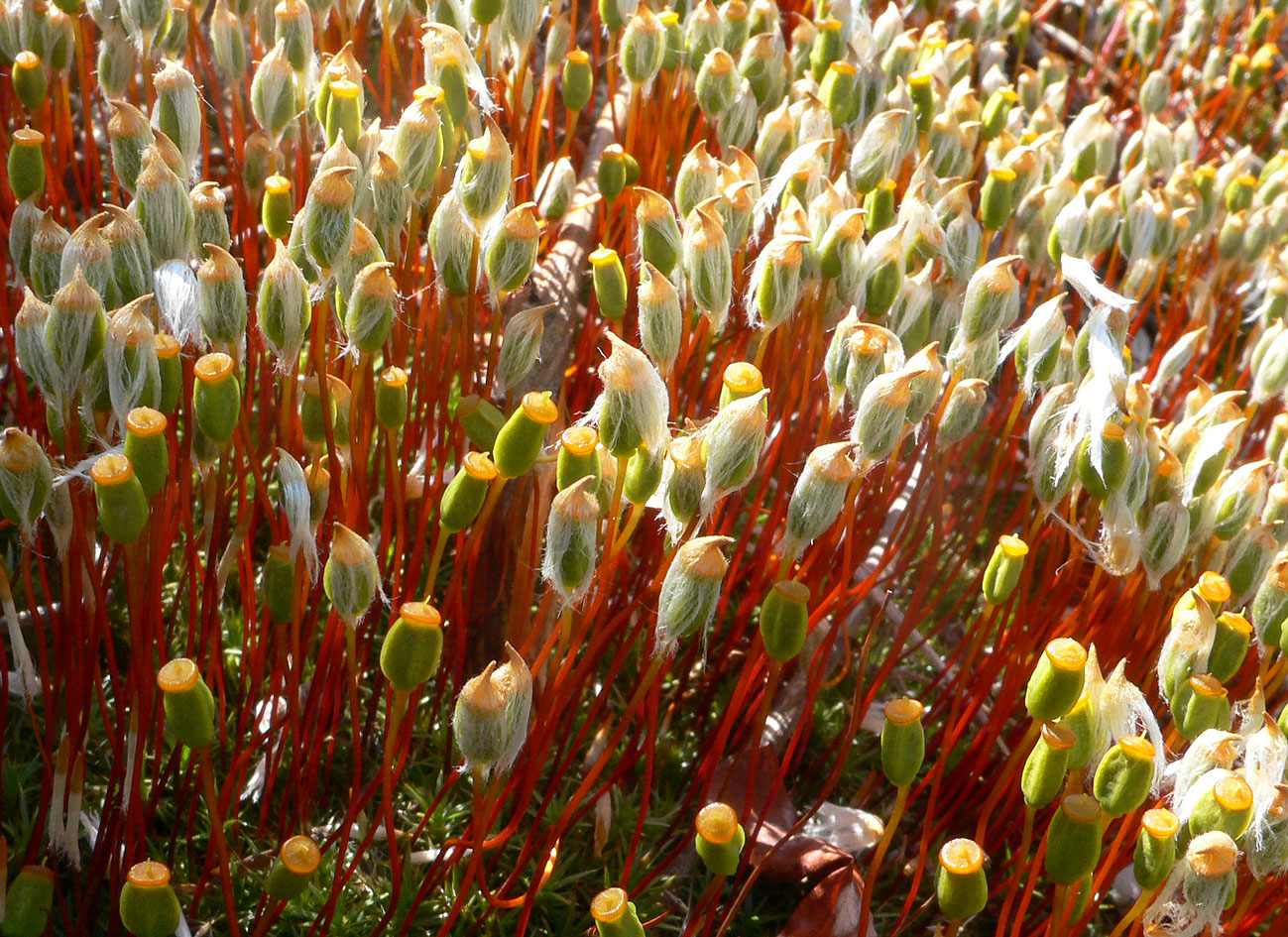 Изображение особи род Polytrichum.