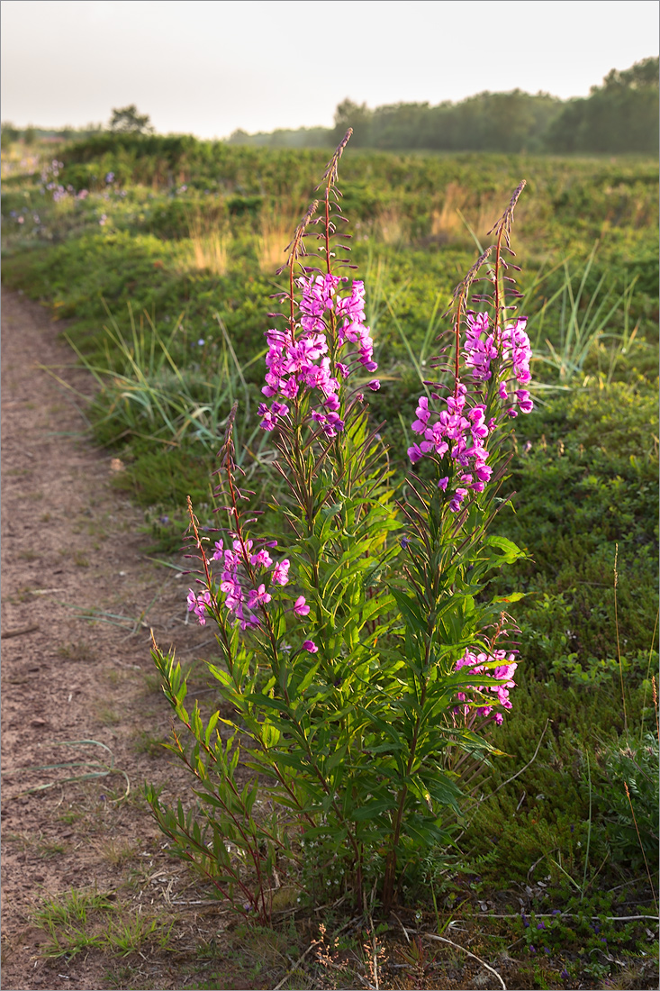 Image of Chamaenerion angustifolium specimen.