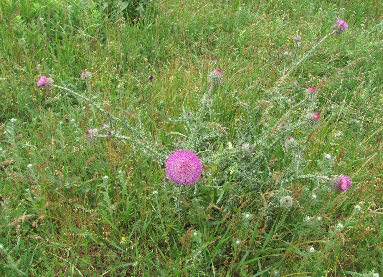 Изображение особи Carduus uncinatus.