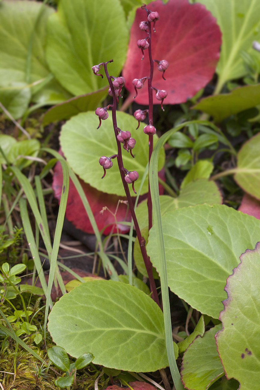 Image of Pyrola incarnata specimen.