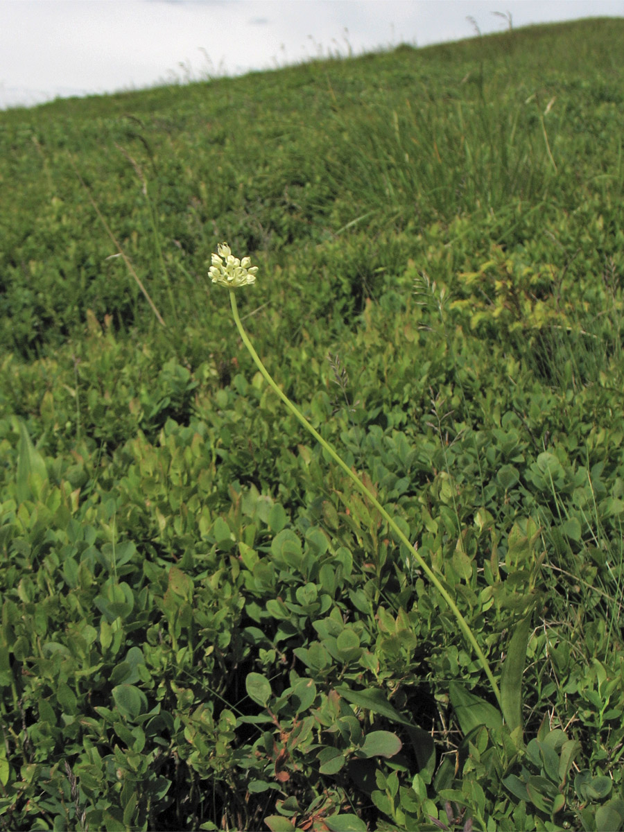 Изображение особи Allium victorialis.