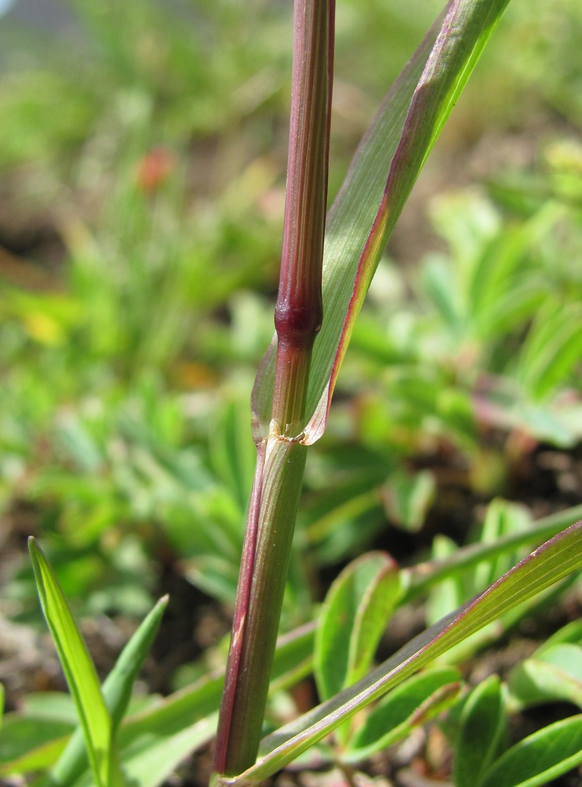 Image of Phleum alpinum specimen.