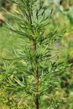 Aconitum karakolicum