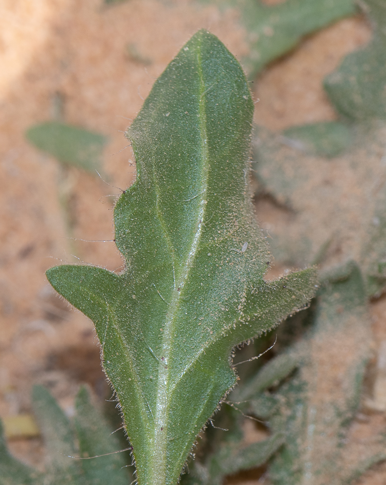 Изображение особи Hyoscyamus pusillus.