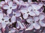 Syringa vulgaris