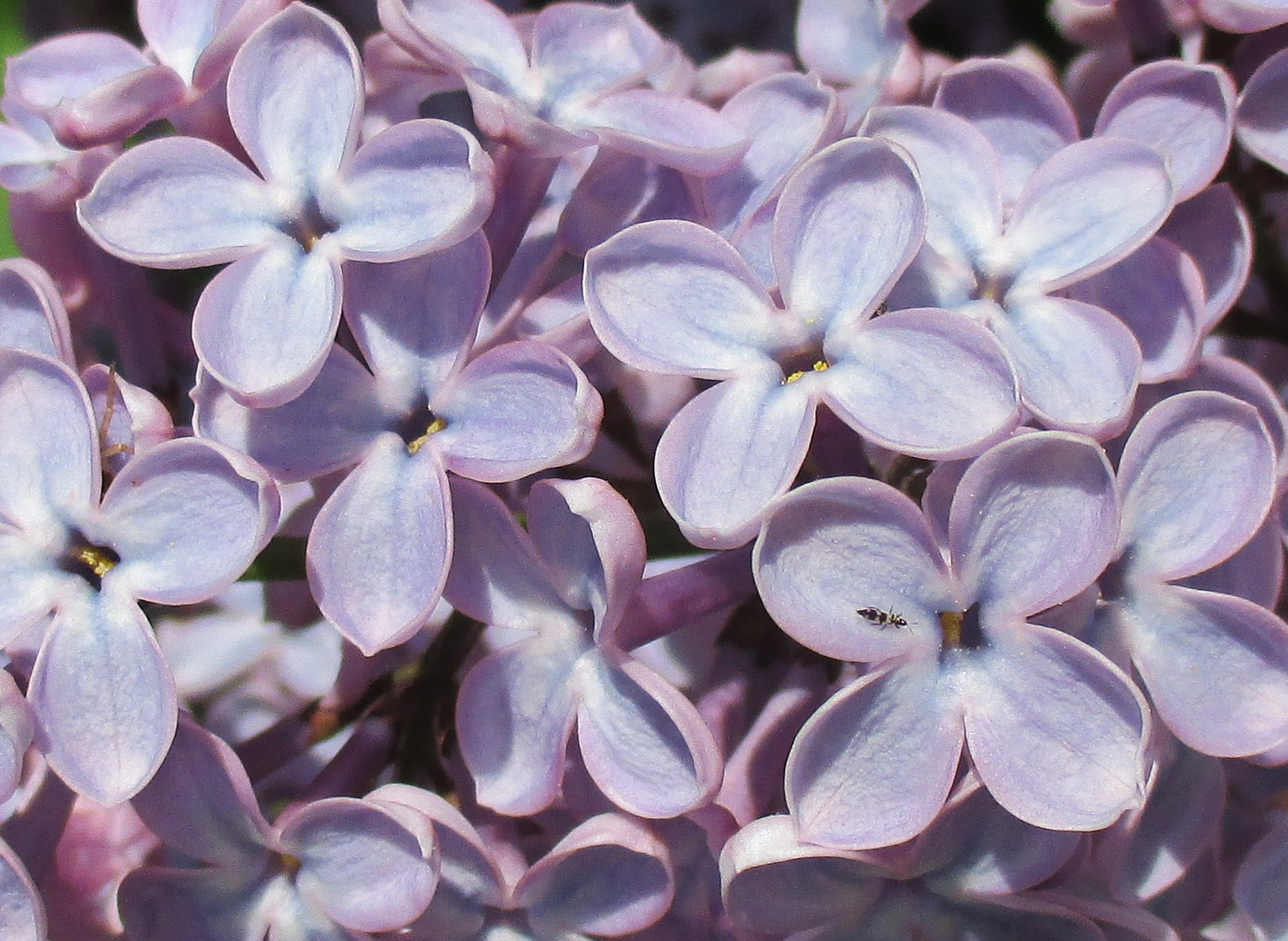 Изображение особи Syringa vulgaris.