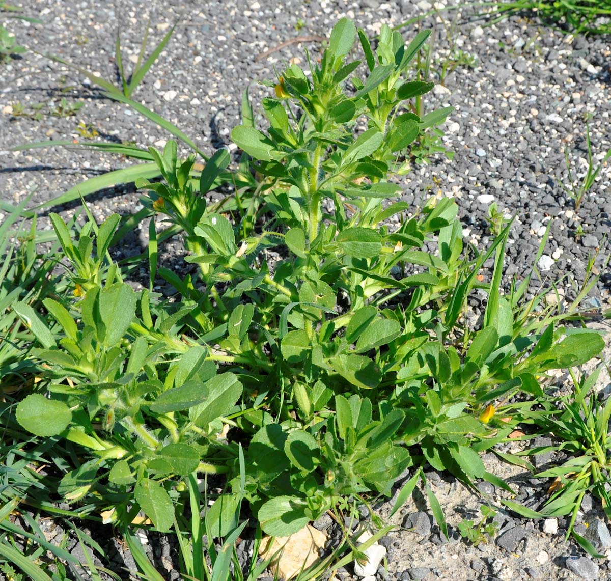 Изображение особи Ononis viscosa ssp. breviflora.