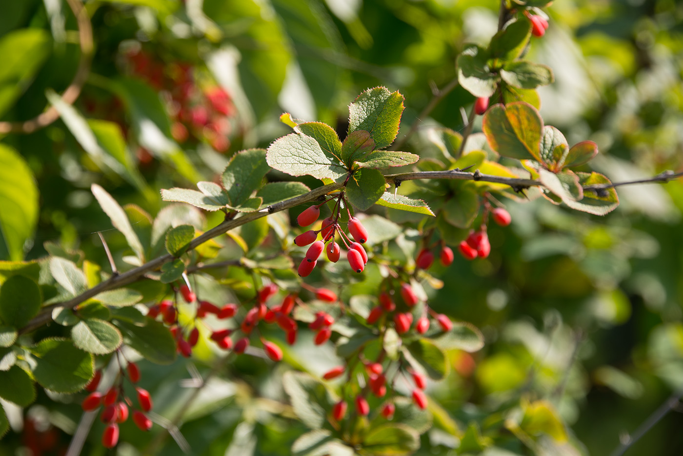 Изображение особи род Berberis.