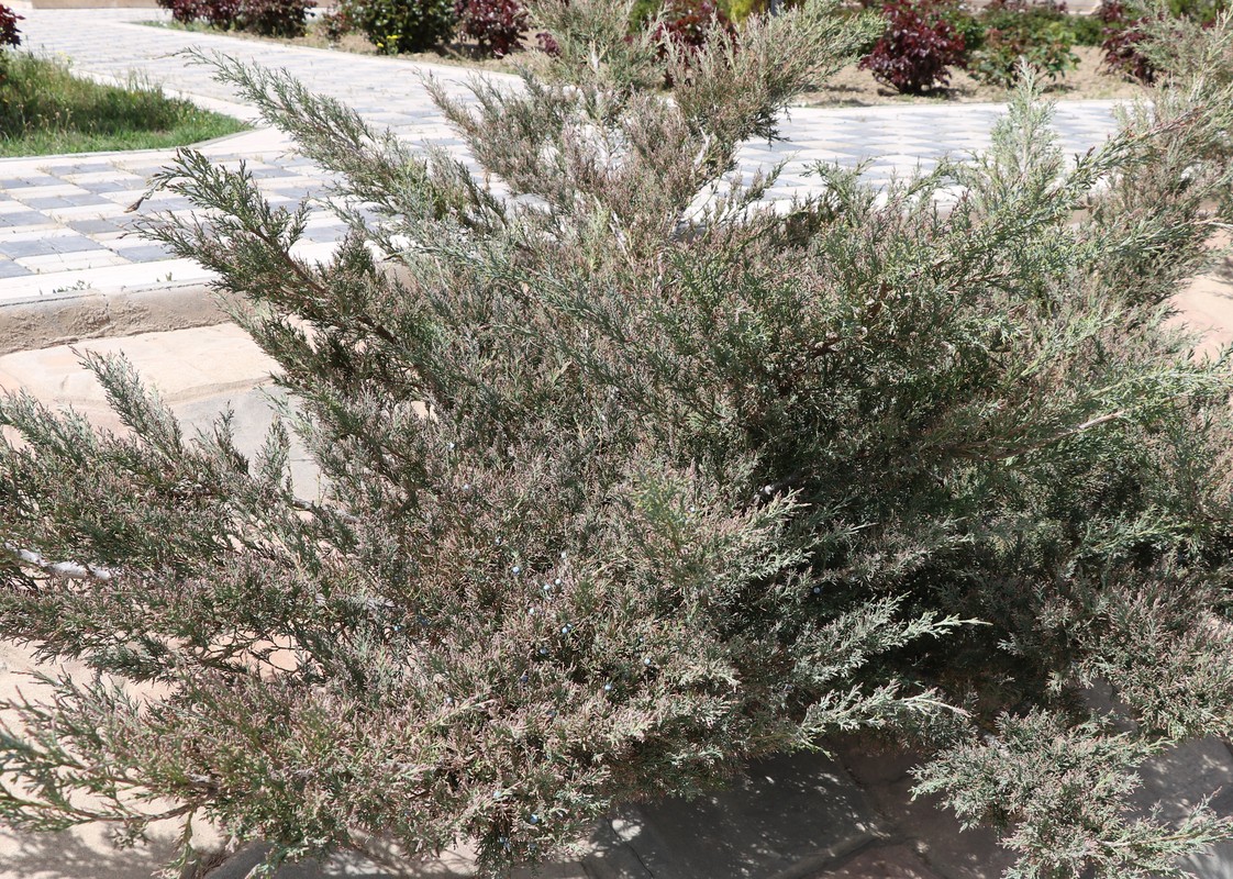 Изображение особи род Juniperus.