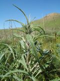 Phlomis mindshelkensis